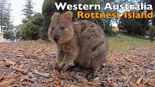 서호주 여행  로트네스트 섬  Western Australia  Rottnest Island  Hyperlapse [upl. by Erinna891]