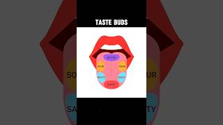 TASTE BUDS tastebudstastereceptorcells  EXPLAIN TASTE BUDS shortsviraltrending [upl. by Nyla744]