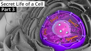 The Secret Life of a Cell Part 3  The Nucleus [upl. by Ylrebmek]