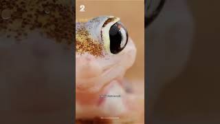 Les 5 plus beaux GECKOS du monde 😍🦎 [upl. by Margaretta]