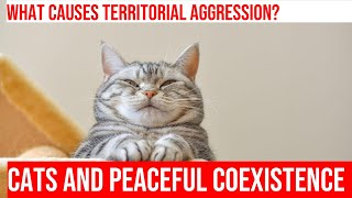 Managing Territorial Aggression in MultiCat Homes Tips amp Tricks [upl. by Mcallister]