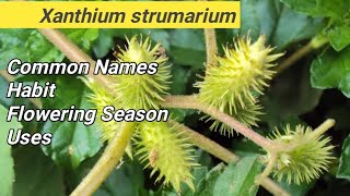 Xanthium strumarium  LOCAL NAME  FLOWERING SEASON  USES  HABIT [upl. by Kimberley]