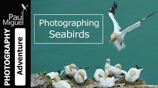 Bird Photography in the Field  Photographing Seabirds [upl. by Pauly159]