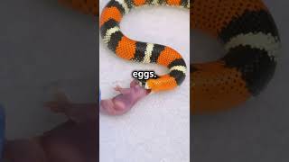 Rattlesnake Survival Secrets Natures Deadliest Warning shorts animals [upl. by Ima154]