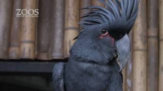 Palm Cockatoo Chick at Adelaide Zoo [upl. by Libenson]