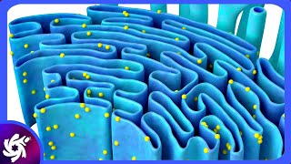 Endoplasmic Reticulum in 3 Minutes  Structure and functions [upl. by Vachill]