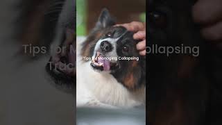 Tips for Managing Collapsing Trachea for your Dog [upl. by Hakan]