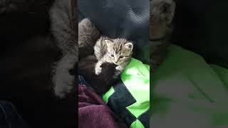 3 chatons tout mignons qui se mordent tout en jouant cute mignons [upl. by Audun]