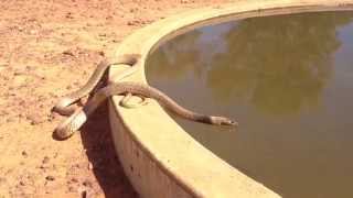 Inland Taipan Oxyuranus microlepidotus having a drink [upl. by Colin]