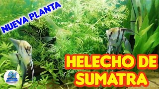 COMPRÉ UN HELECHO DE SUMATRA Ceratopteris Thalictroides [upl. by Eduam827]